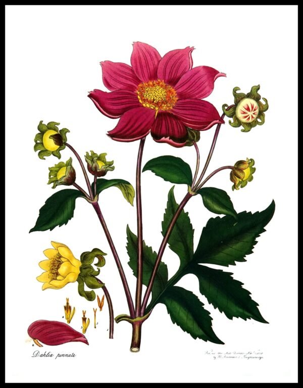 ALP F12084 Dalilia Pinnata (Antique Prints)